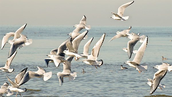 bonaparte's gull flock