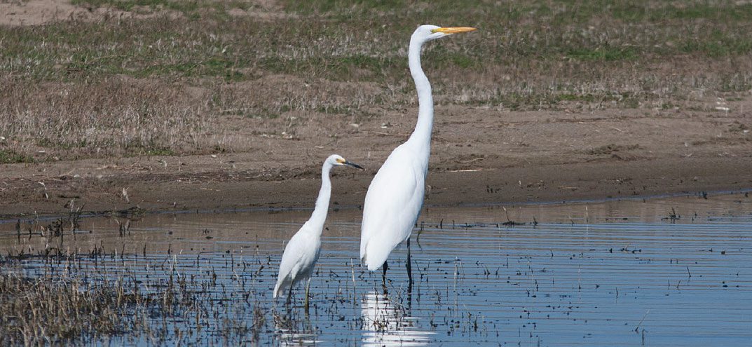 Snowy Egret (left) with Great Egret, California, October. In this direct comparison, note the much larger size and more elongated structure of Great, with bold yellow bill. Photo by Steve Howell.