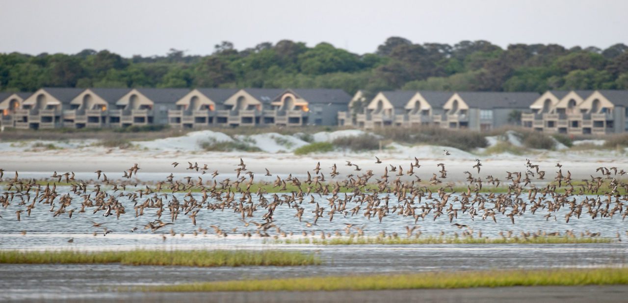 Large Whimbrel flock in flight, with vacation homes in background.
