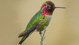 Anna's Hummingbird by Kyle Blaney/Macaulay Library