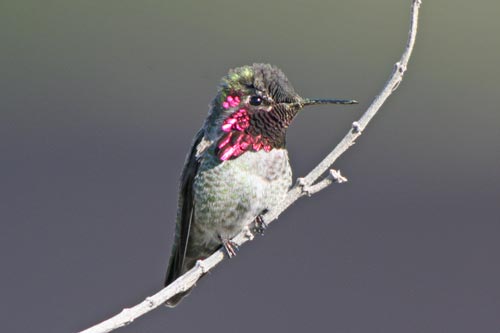 anna's hummingbird digiscoped