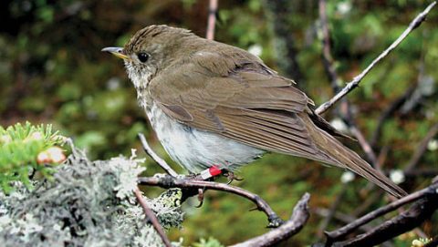 Problems with rat predation may be far wider, and deeper, than conservationists realized. Bicknell's Thrush.