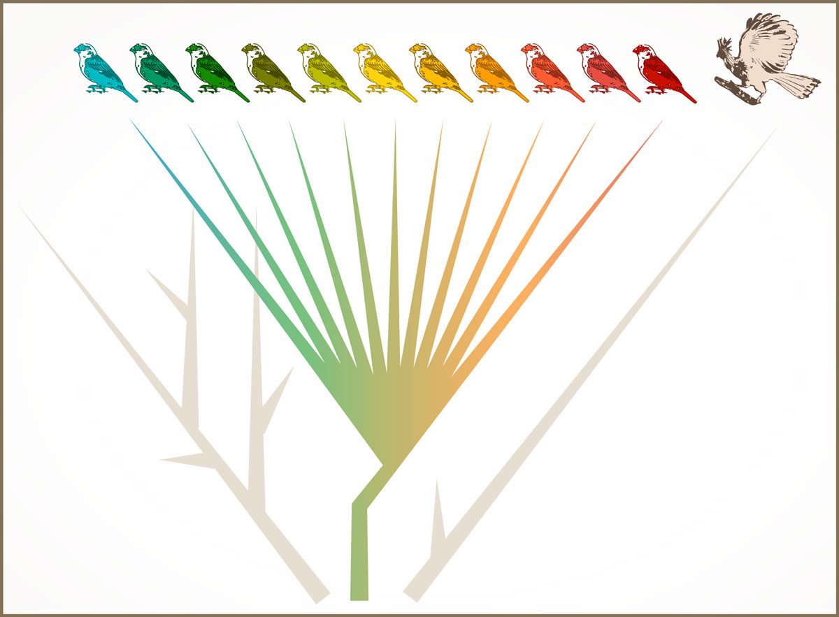 Conceptual illustration of capuchino seedeater and Hoatzin evolution. The Hoatzin (branch on the right) separated from the tree early in time. Graphic by Jillian Ditner.
