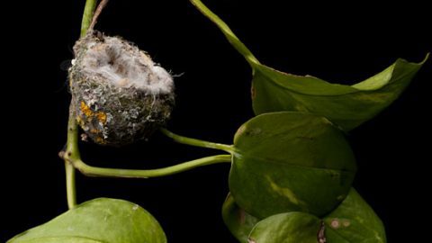 Anna's HUmmingbird nest. By Sharon Beals.