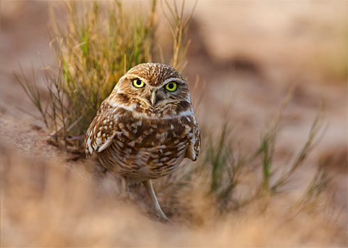 Although they're small and cute, Burrowing Owls are fierce hunters of rodents and insects
