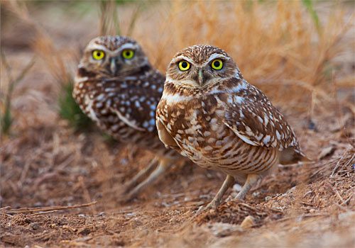 In California's Salton Sea, Burrowing Owls live in an agricultural landscape.