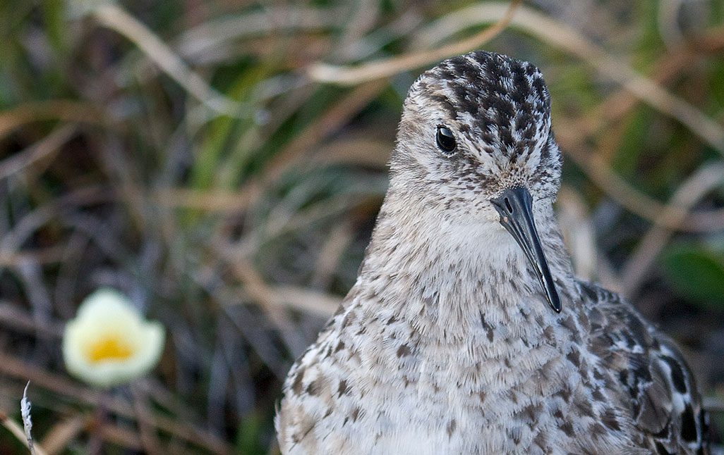 An adult Baird's Sandpiper. Photo by Clare Kines.
