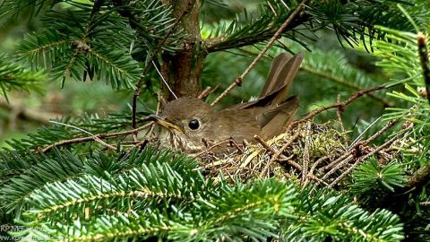 Bicknell's Thrush by Kent McFarland/Macaulay Library