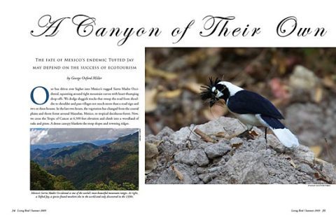 mexico's endemic tufted jay and ecotourism