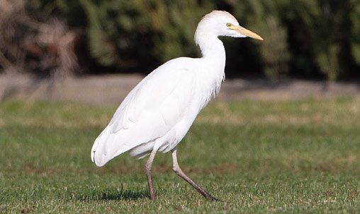 Cattle Egret (nonbreeding), California, February. Adult Cattle Egrets change drastically from the colorful breeding plumage to all white in winter. Photo by Brian Sullivan.
