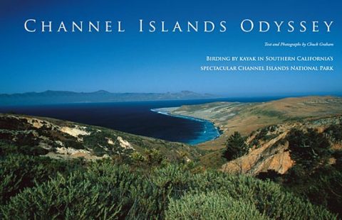 birding by kayak in california's channel island national park