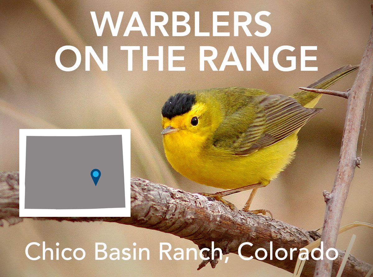 Wilson's Warbler in Chico Basin. Photo by Bill Maynard/Macaulay Library.