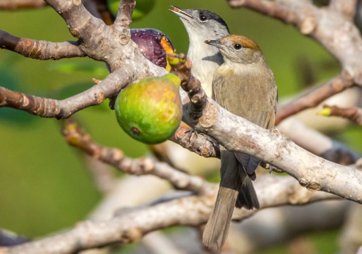 Eurasian Blackcaps feast on figs in Spain in October. Female blackcaps have a warm brownish-red cap. Photo by Fátima Garrido Ceacero/Macaulay Library.