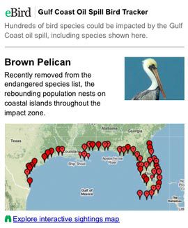 Screen shot from eBird's Gulf Coast Oil Spill Bird Tracker.