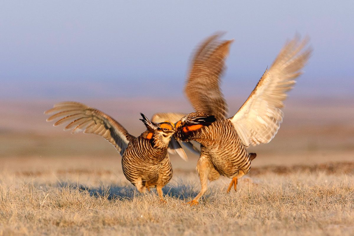 Two male Greater Prairie-Chickens battling on a lek in Ft. Pierre National Grassland, South Dakota.