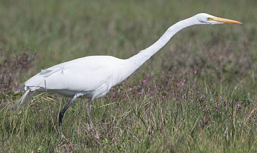 Great Egret (nonbreeding), California, February. Note characteristic black legs, long, moderately heavy, yellow bill, and lack of head plumes. Photo by Brian Sullivan.