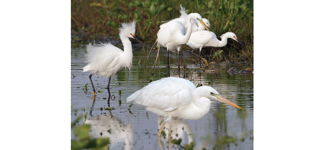 In this fairly typical scene, various species of white herons feed together in a Florida ditch. In this chapter we’ll learn how to focus on more than plumage. Key elements of structure and behavior will quickly help you sort out these birds. From front to back: Great Blue Heron (white morph), Snowy Egret, Great White Egret, two Snowy Egrets. Photo by Brian Sullivan.
