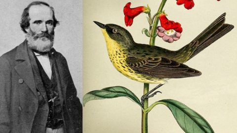 John Cassin and his illustration of a Kirtland's Warbler (in about 1862)