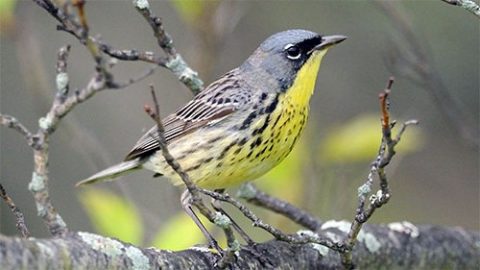 Kirtland's Warbler by Janet and Phil via Birdshare