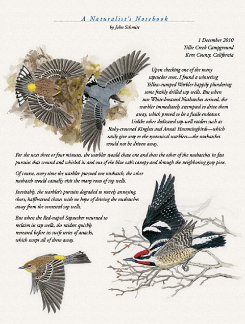Naturalist's Notebook: Yellow-rumped Warblers at a Sapwell