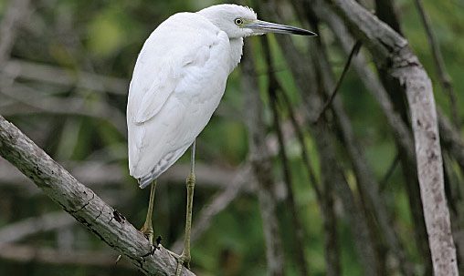 Little Blue Heron (juvenile), Mexico, September. Note mostly white plumage. Compare mainly with juvenile Snowy Egret.Photo by Steve Howell.