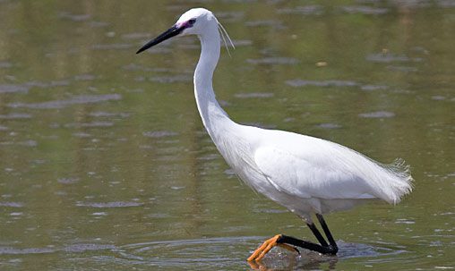 Little Egret (breeding adult), Ethiopia, May. Little Egret is strictly a vagrant to North America and is most similar to Snowy Egret. Little Egret averages slightly larger, longer necked, and generally bulkier. Adults (left) have two elongated head plumes, very different from the shaggy plumes of Snowy. Photo by George Armistead.