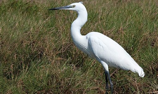 Little Egret (nonbreeding), Oman, December. In Little’s nonbreeding plumage note the all-black legs and grayish (not yellow) lores. Beware of hybrids between these two, which appear similar to Snowy Egret and have yellow lores, but usually show head plumes like those of Little Egret. Photo by George Armistead.