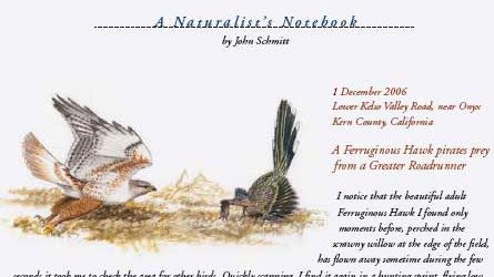 Naturalist's Notebook, john schmitt: Ferruginous Hawk Steals From a Roadrunner