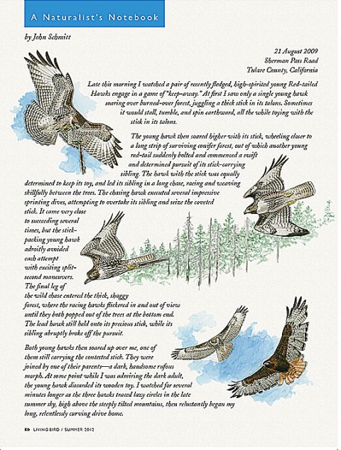 Naturalist's Notebook: Red-tailed Hawks