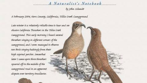 california thrasher featured in john schmitt's naturalist's notebook