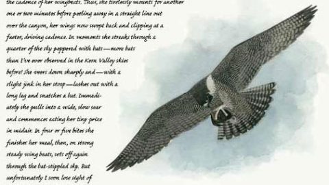 Naturalist's Notebook: Peregrine Falcon Hunts Bats