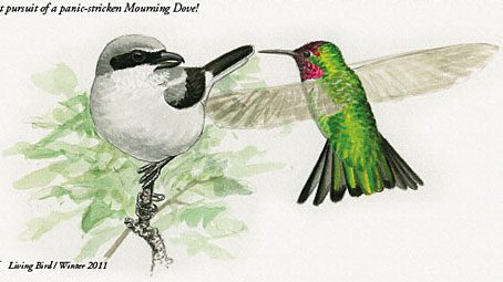 Anna's Hummingbird attacks a loggerhead shrike