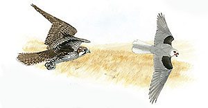 Naturalist's Notebook: Falcon vs. Kite