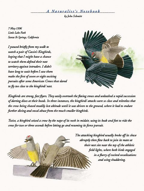Naturalist's Notebook: A Ferocious Cassin's Kingbird