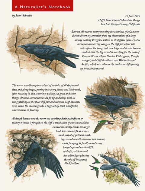 Naturalist's Notebook about ravens raiding nests.
