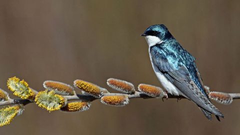 tree swallow by Barb D'Arpino