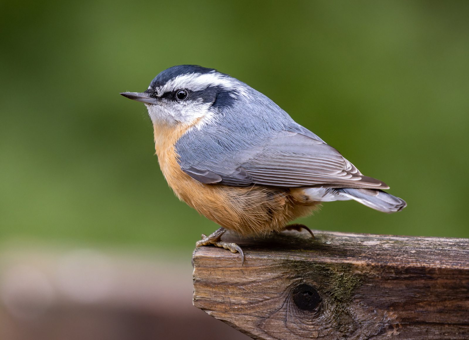 Red-breasted Nuthatches are a well known 