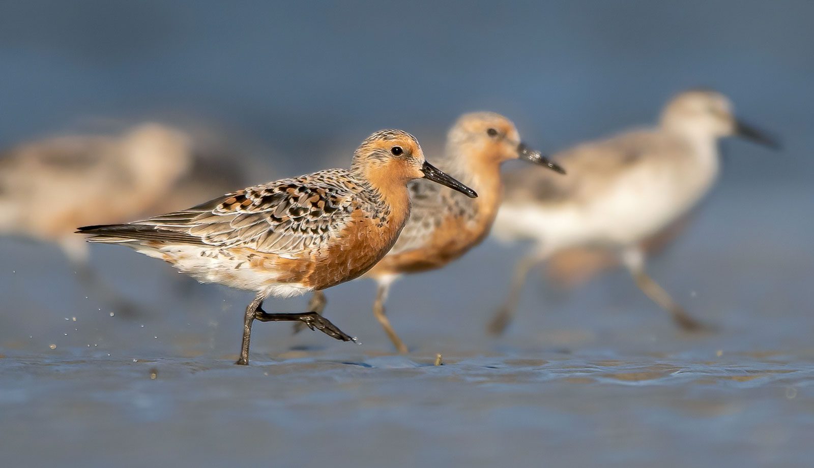 Red Knot in South Carolina. Photo by Matthew Plante/Macaulay Library.