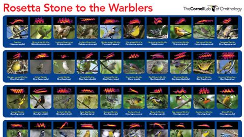 A Rosetta Stone for Identifying Warblers' Migration Calls