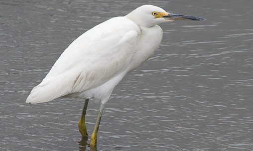 Snowy Egret (first-fall immature), New Jersey, October. Immatures are variable and can have paler bills than are shown here, as well as mostly yellowish legs in summer. By late fall and first winter, they are more adultlike. Photo by George Armistead.
