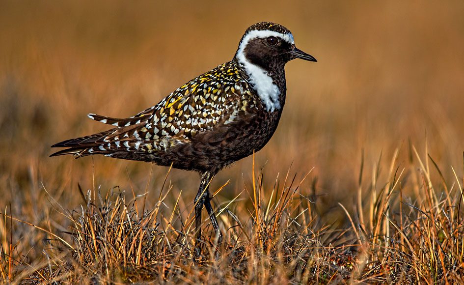 American Golden-Plover by Eric Gofreed/Macaulay Library.