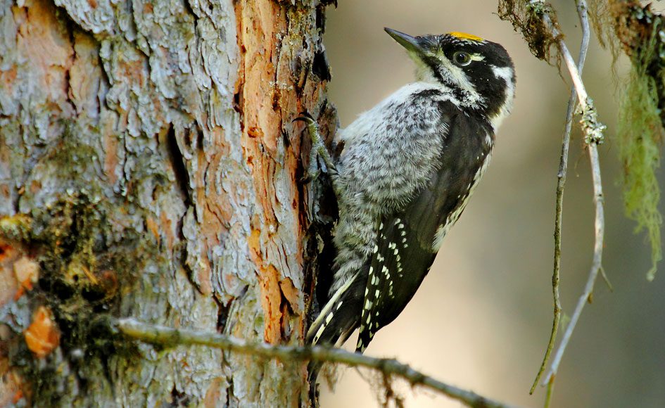 American Three-toed Woodpecker by Tim J. Hopwood via Birdshare.