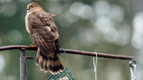 A young Cooper's Hawk at a feeder. Photo by Kevin Rosinbum via Birdshare.