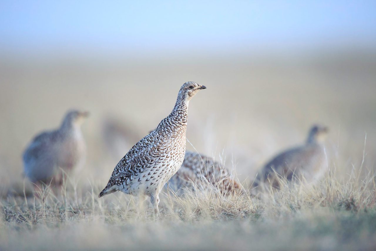 A group of female Sharp-tailed Grouse in the center of a lek in South Dakota.