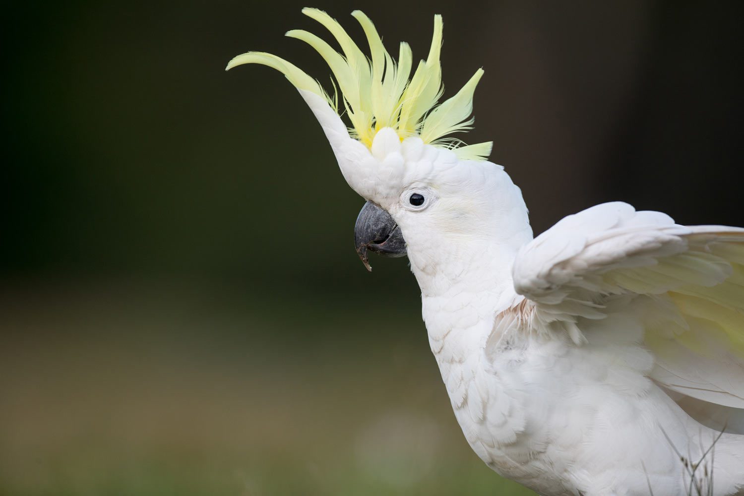 Profile shot of Sulphur-crested Cockatoo raising its crest and spreading wings