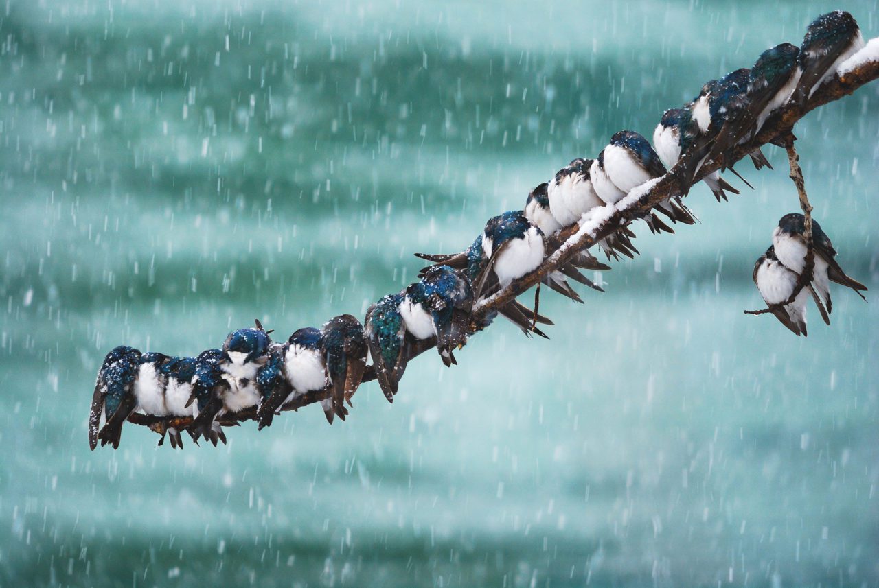 A lot of Tree Swallows cozy up together on a branch during a snow storm. Photo by Keith Williams.
