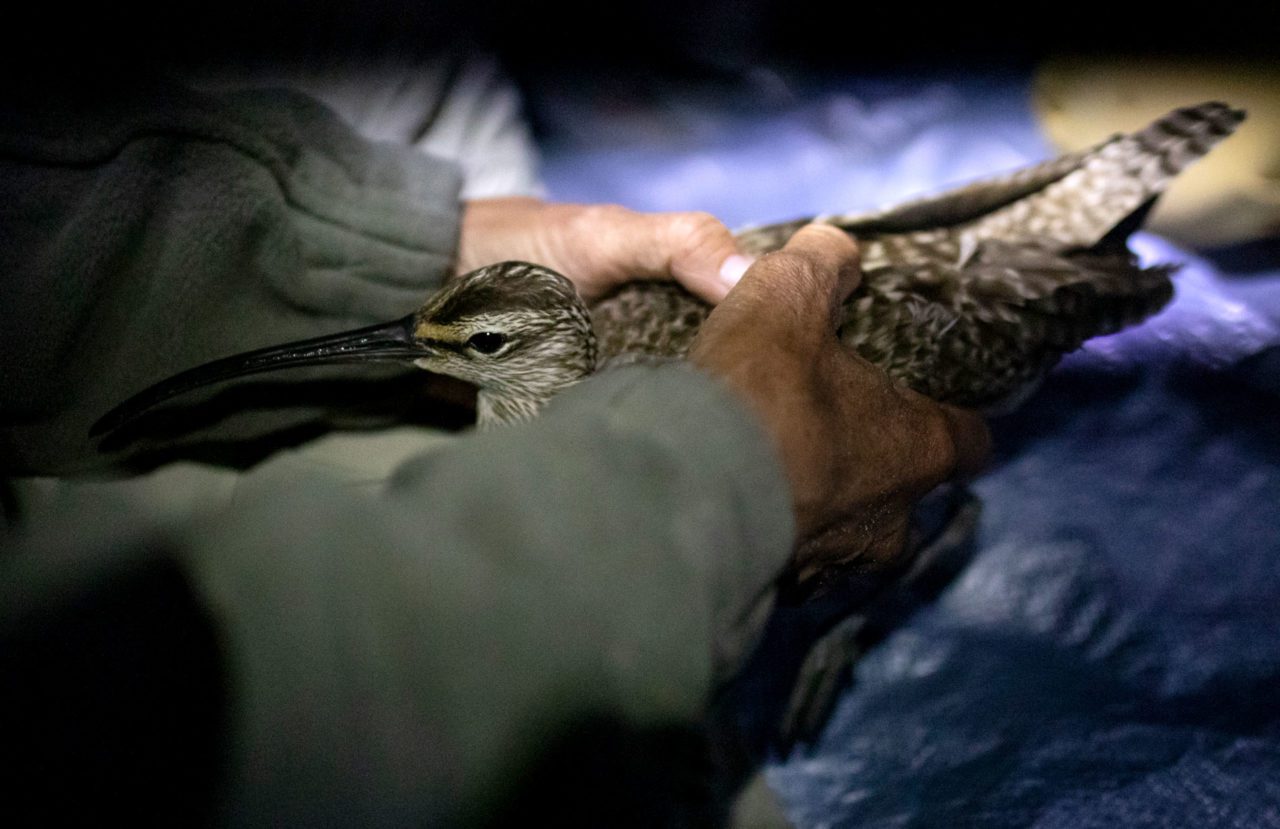 a Whimbrel being held by a biologist before taking measurements