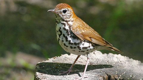 Birds like the Wood Thrush winter in areas that have been deforested and turned into coffee plantations. Is drinking 