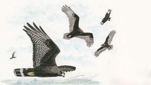 Zone-tailed Hawk, naturalist's Notebook by John Scmitt